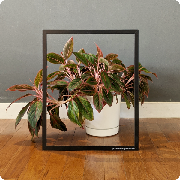 Aglaonema